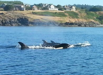 Whale Watching in Puget Sound