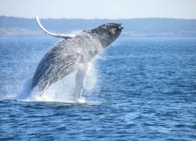 Anacortes Whale Watching Tours - Anacortes Whale Watching Tours