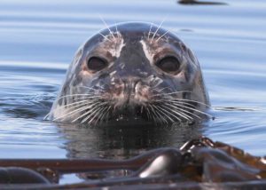 Whale Watching Puget Sound with Brett Rossen (33)