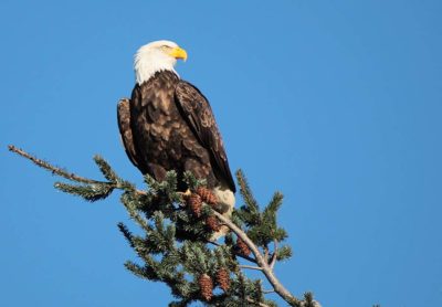 Sightseeing - Anacortes Whale Watching Tours