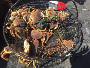 crabs 1